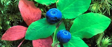 Blueberries