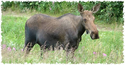 Moose at the Wildlife Conservation Center