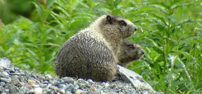 How Alaska Goes Green